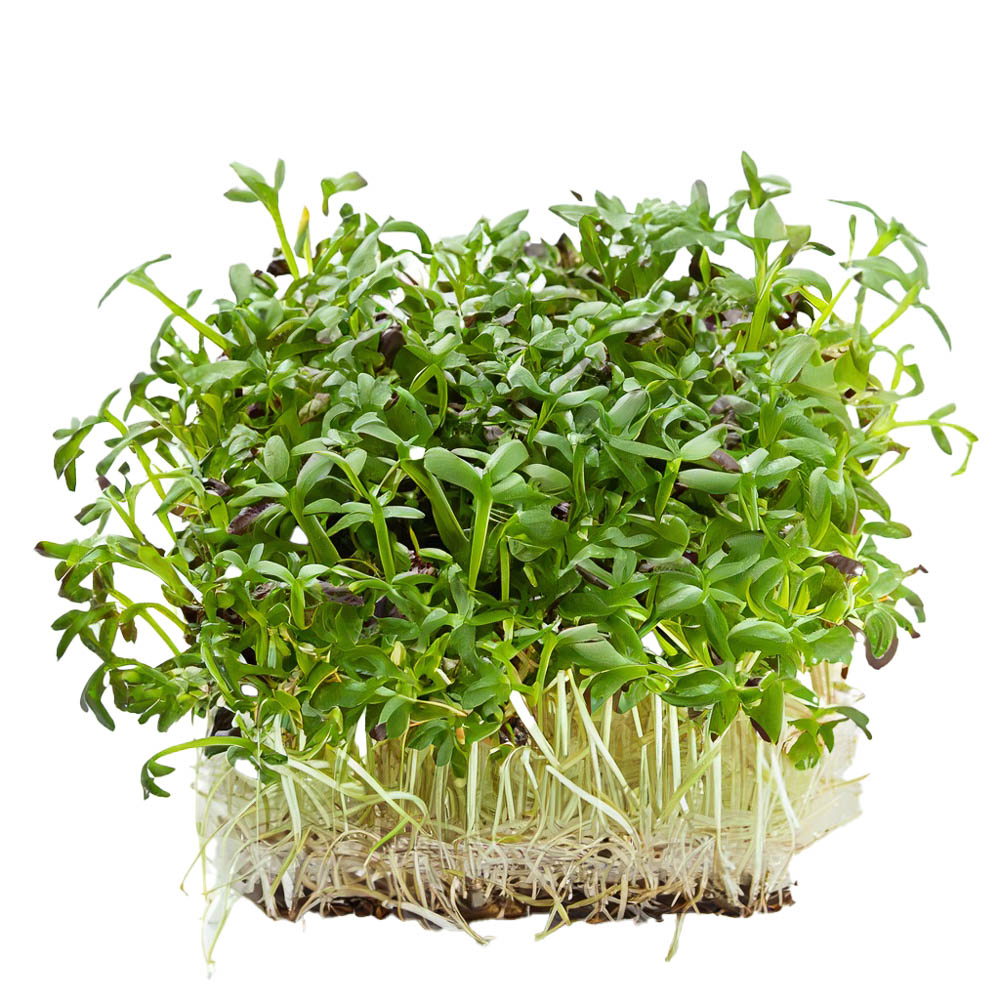 Kresse Vene Cress | Lukuma.de