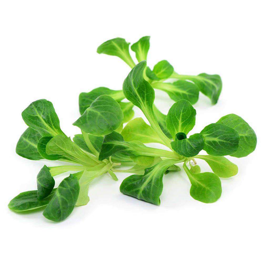 Feldsalat gewaschen von Manss Frischeservice